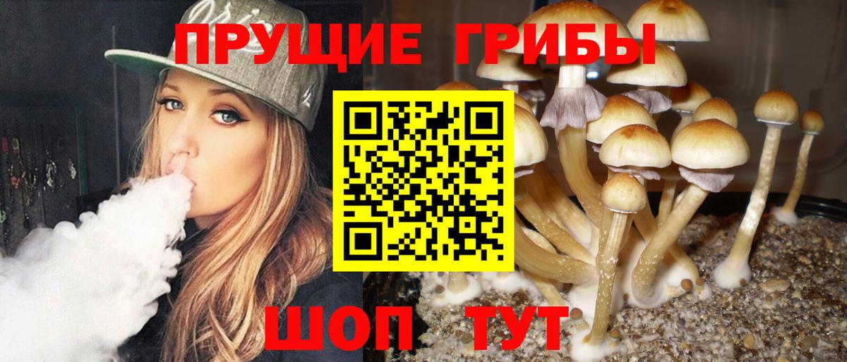 Галлюциногенные грибы Psilocybine cubensis Большой Камень